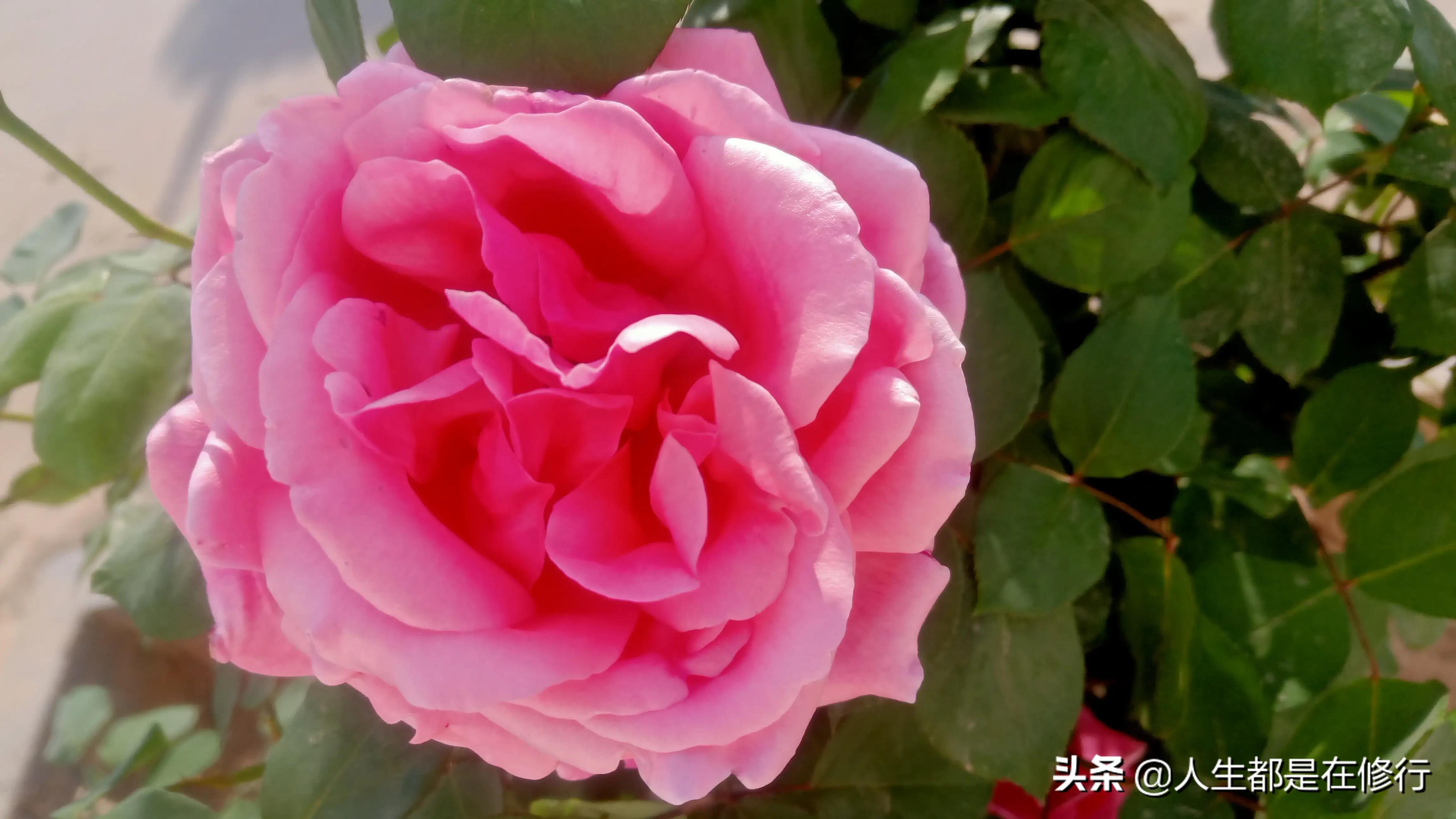 教大家一种拒绝的方法,拒绝别人的七个技巧教学