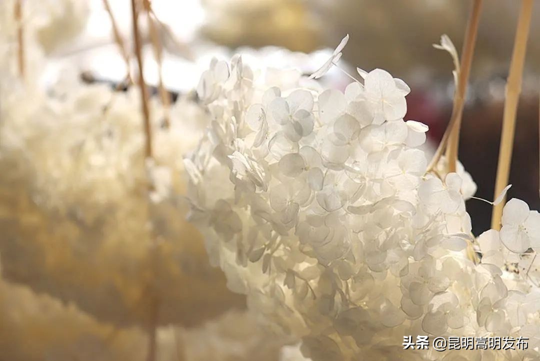 嵩明永生花店 (嵩明永生花)