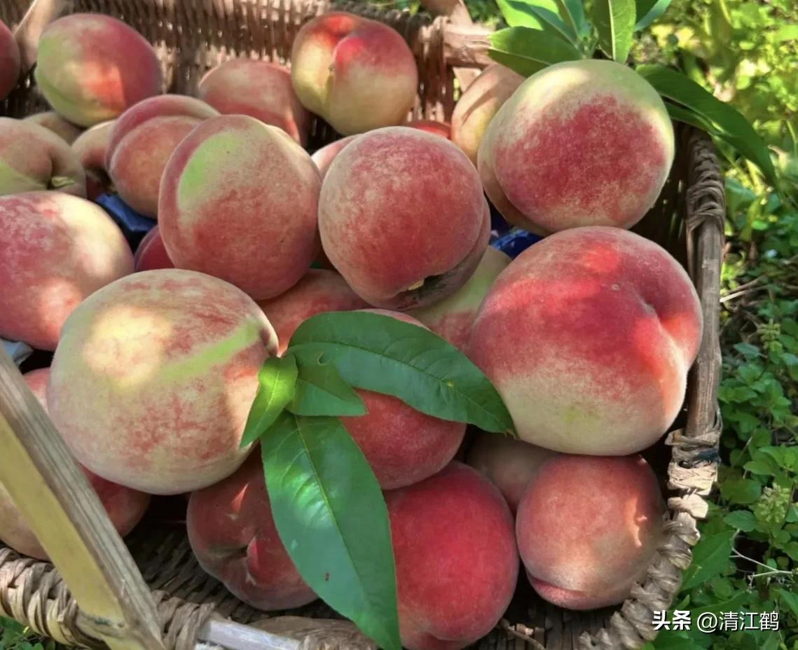 冬桃裂果是什么原因,冬桃烂心咋回事