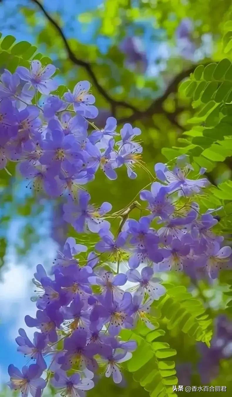 淡紫色的花是什么树,淡紫色的槐花