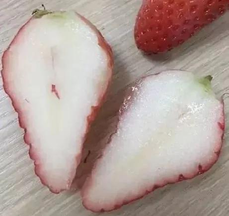 草莓家族有哪些成员,草莓家族成员在哪里