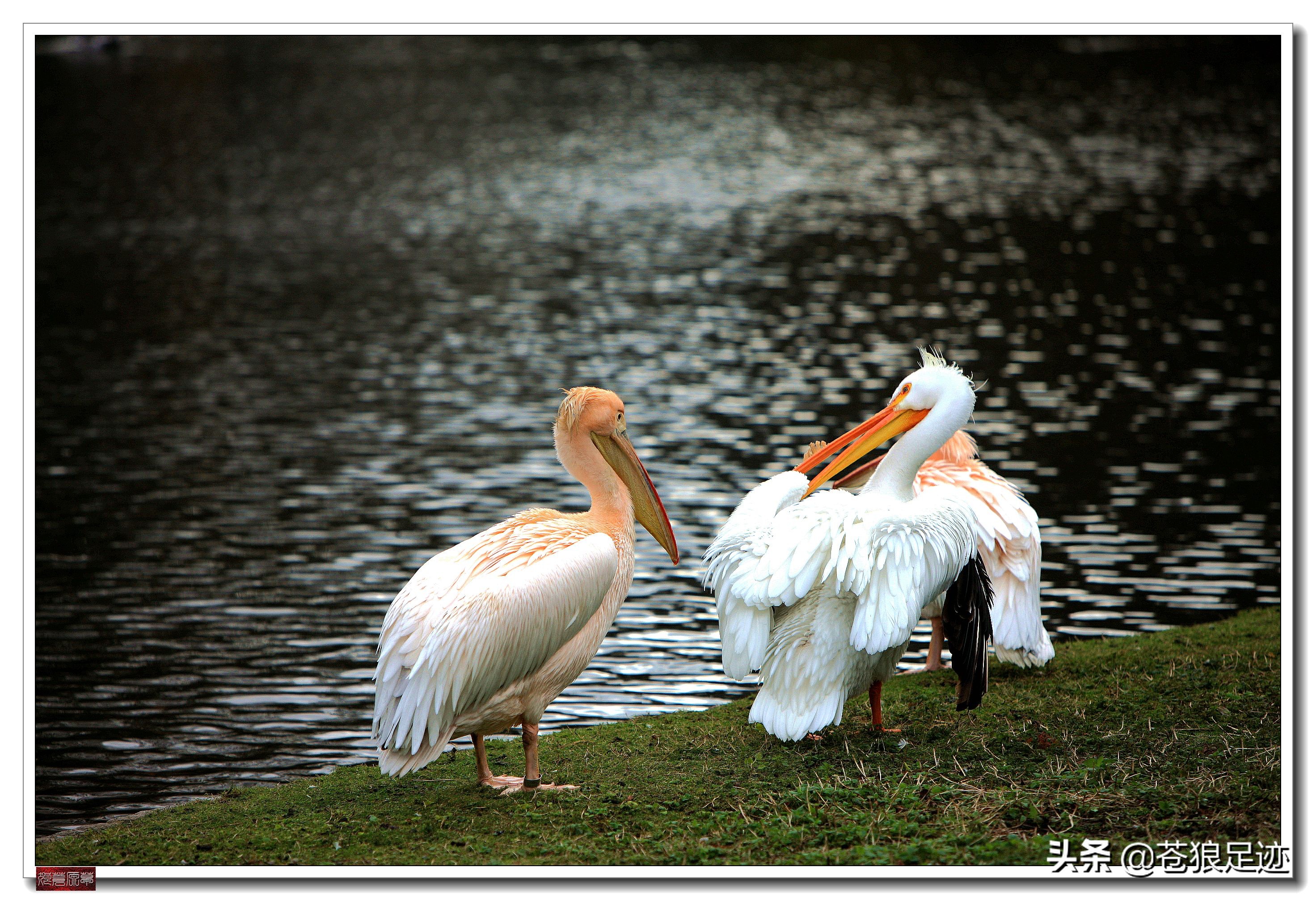 英国海德公园全景,英国皇家园林海德公园