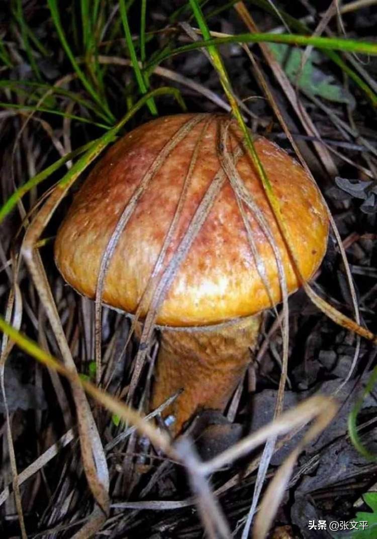 一碗正宗的蕈油面等你来品尝,全上海难觅的蕈油面