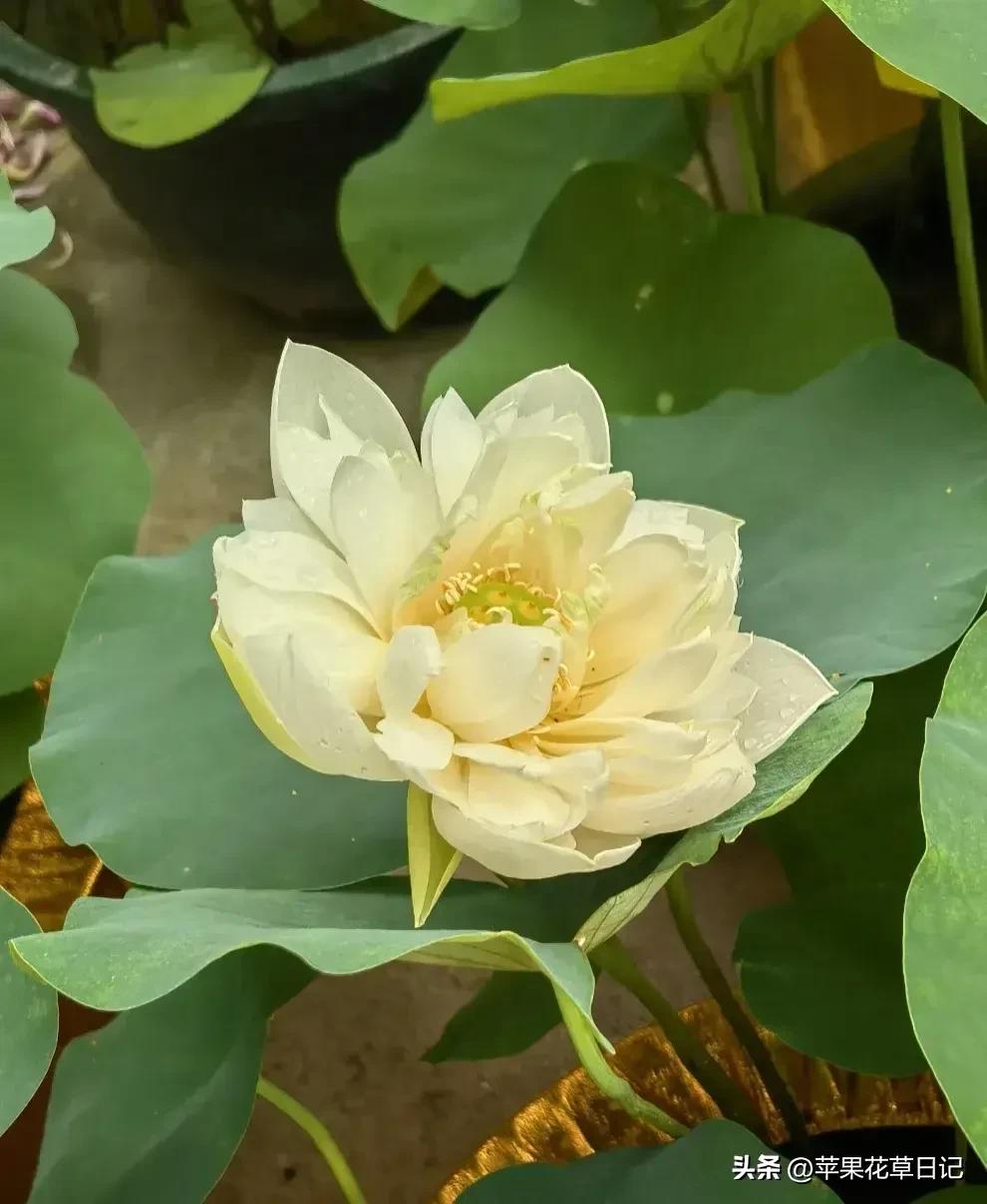 莲花盛开欣赏,绝美的莲花