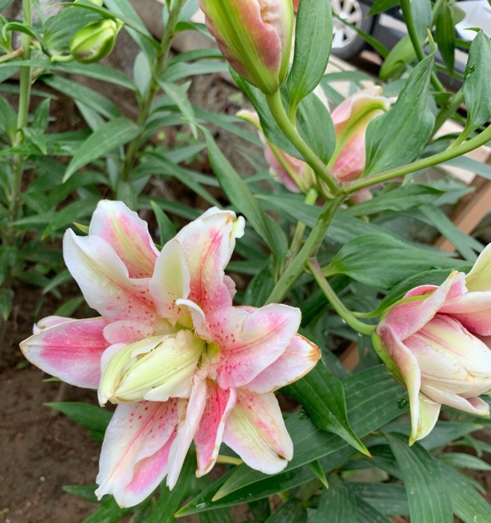 百合花买回来怎么养开花好看,自己养的盆栽百合花心意满满