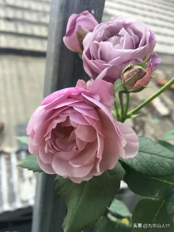 藤本月季品种列表,大红色藤本月季哪个品种好