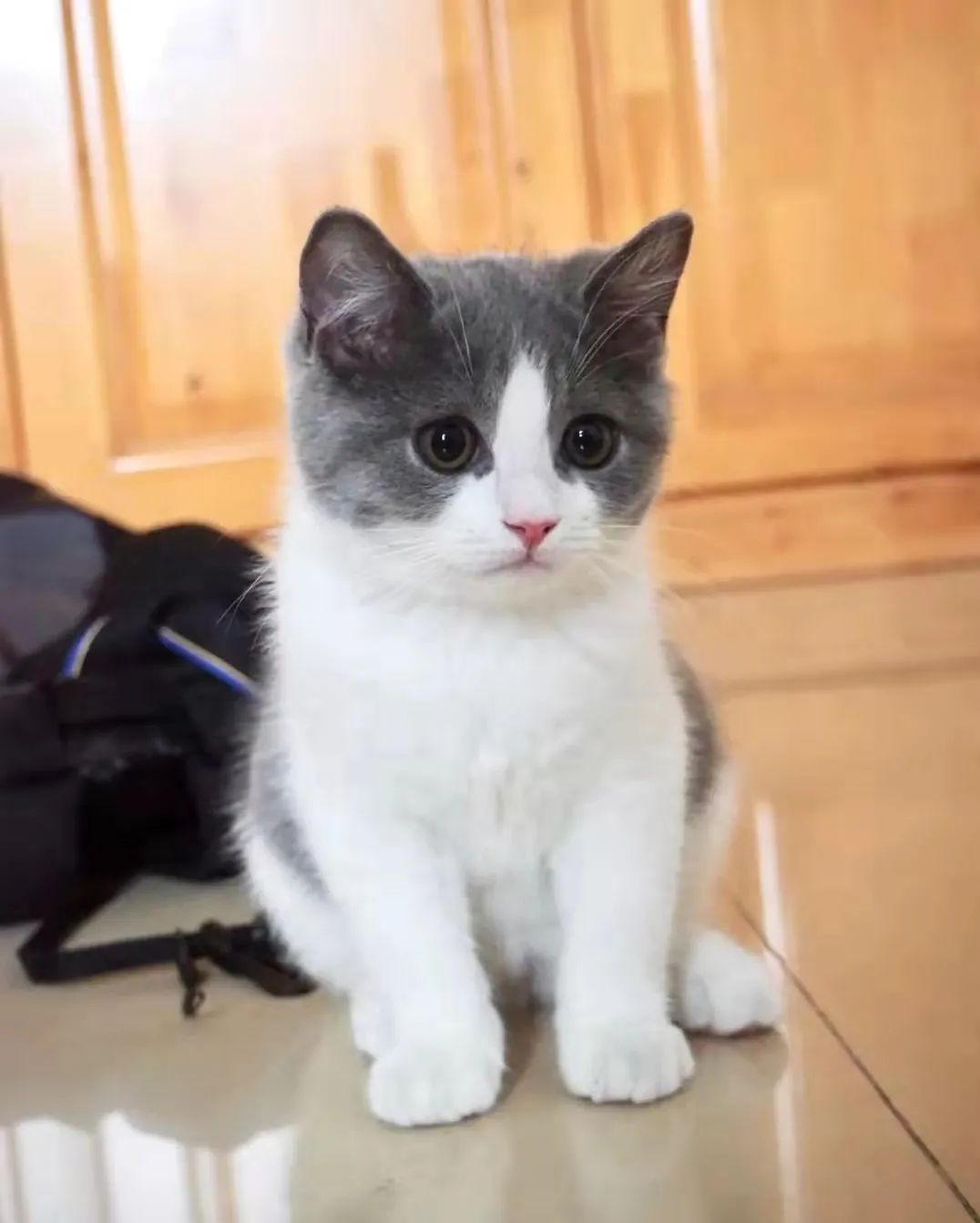 猫得了脓皮病怎么治疗,猫脓皮症要不要把脓包挤破