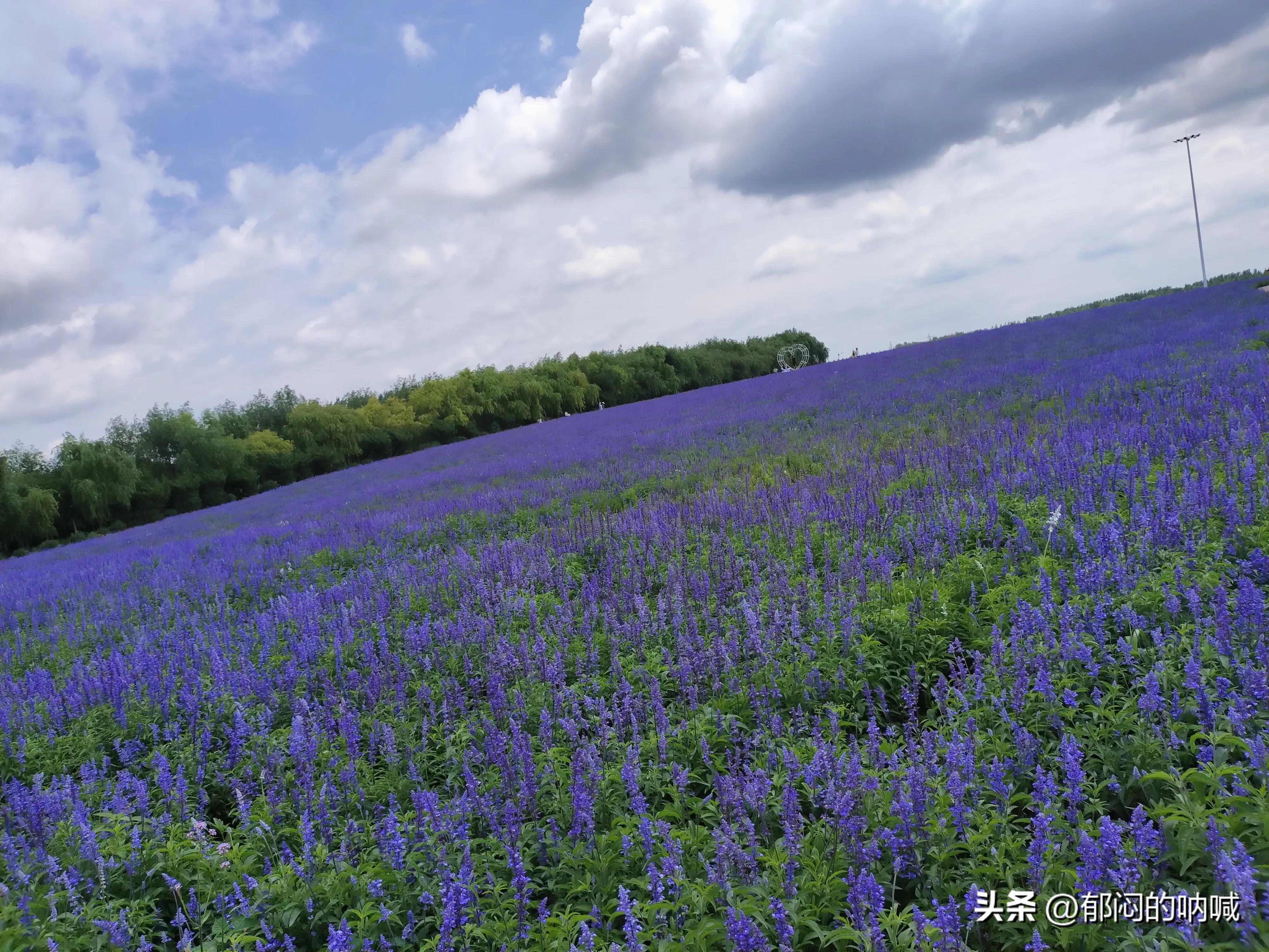 通辽薰衣草庄园门票,通辽薰衣草庄园四月