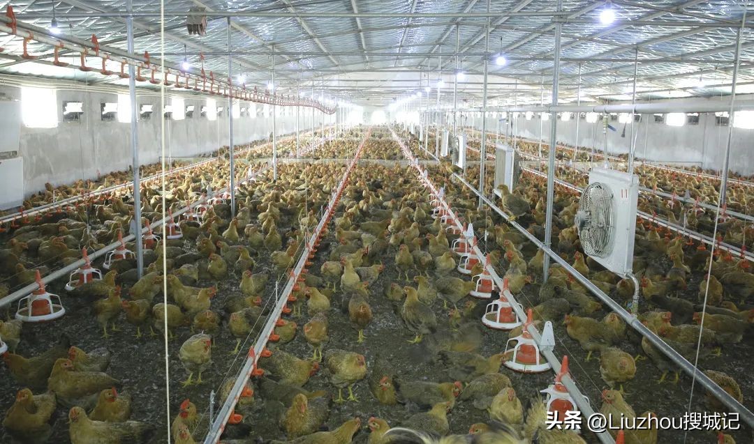 跟着广播看乡村,跟着老乡看乡村振兴