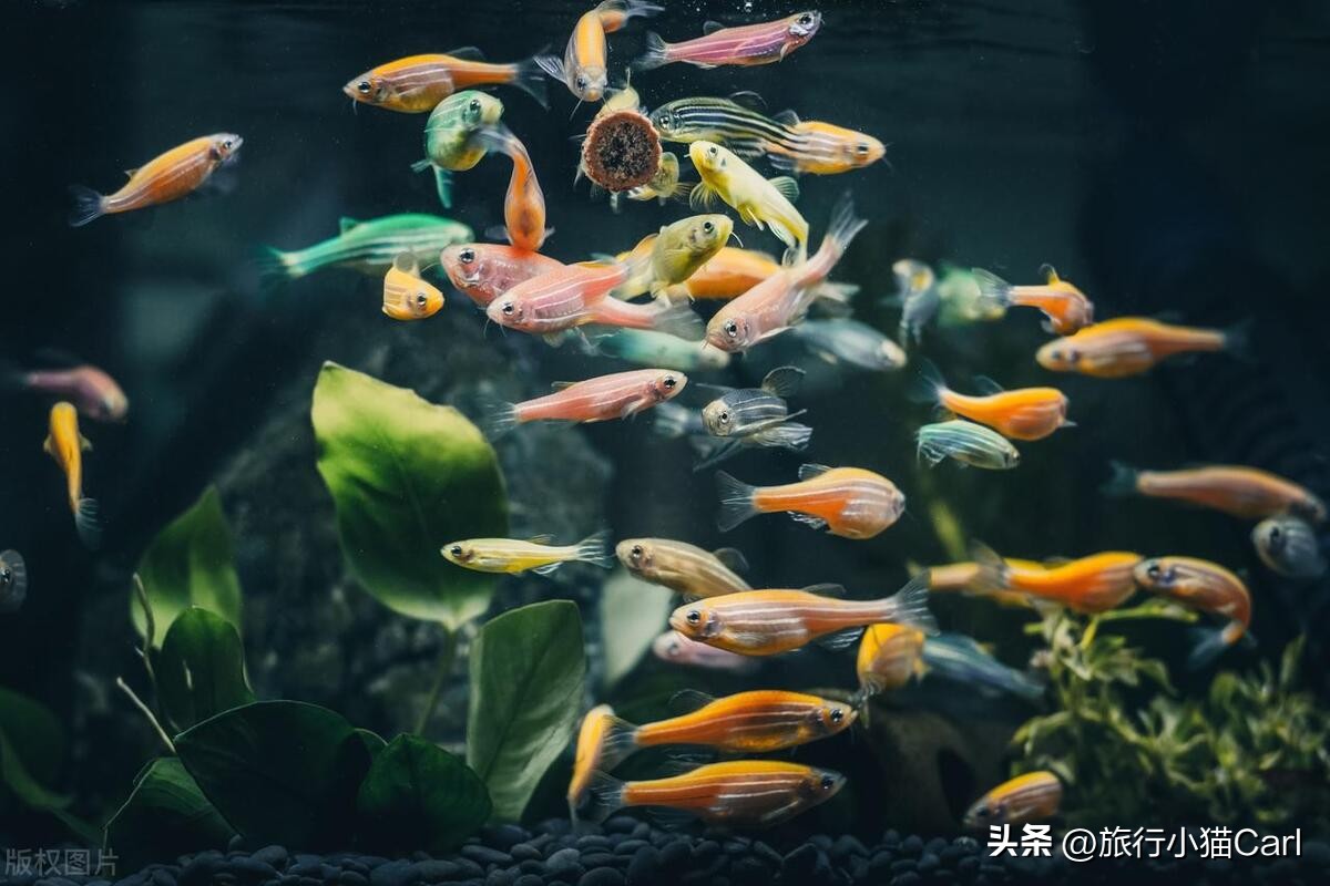 新西兰旅游攻略三天,新西兰旅游攻略