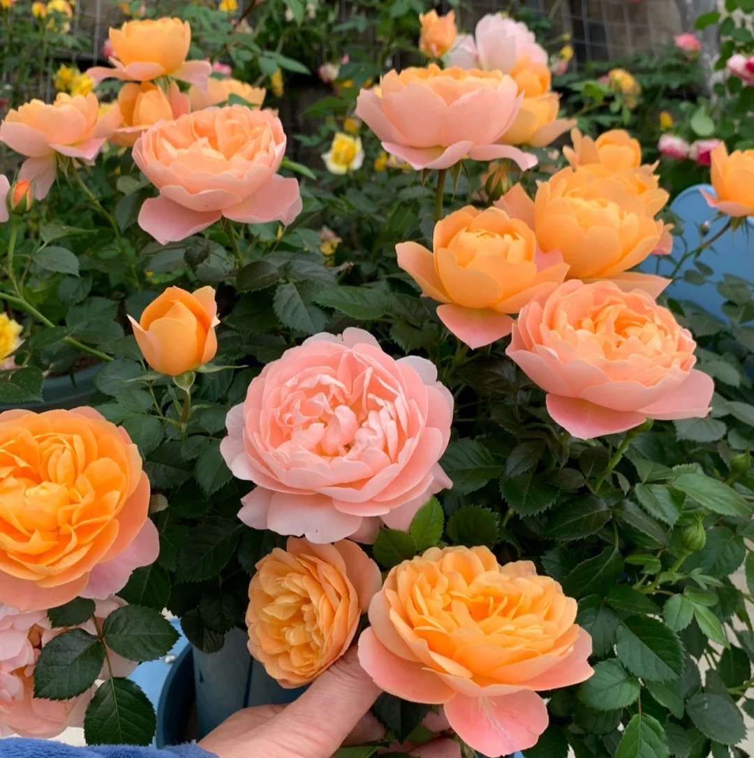 月季花有哪些品种是最好的,月季花有两万多个品种视频