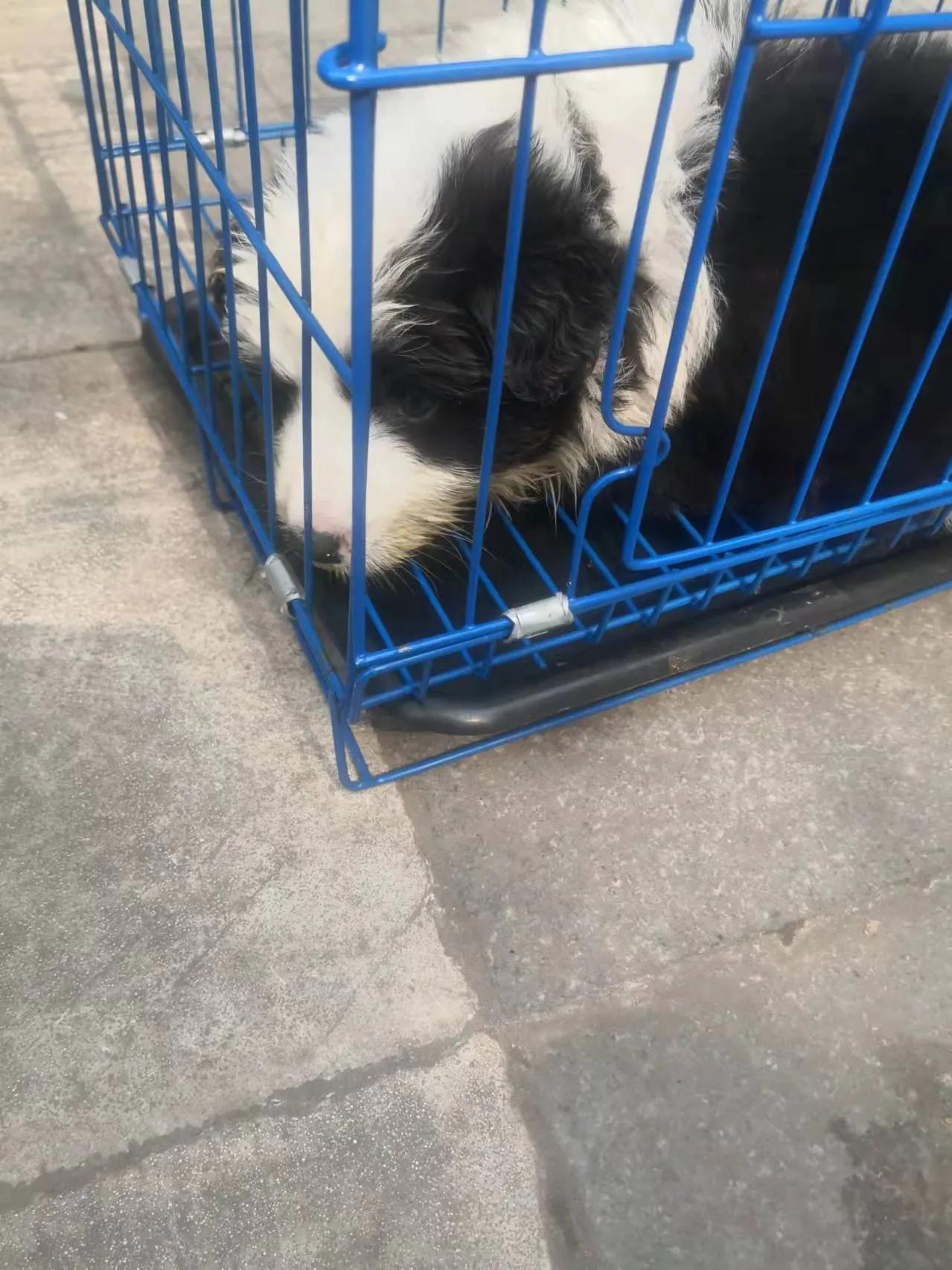 揭秘黑心宠物店卖的猫狗都不长命,曝光卖狗无良商家