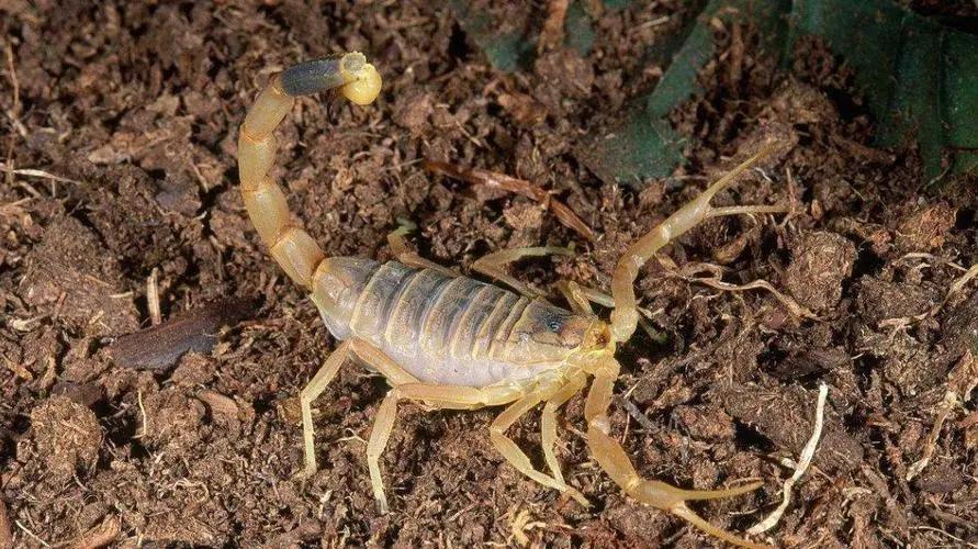 世界上最具致命毒性的动物,世界上最恐怖的10种有毒动物