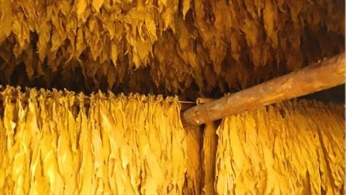 烟叶回潮,烟叶快速回潮