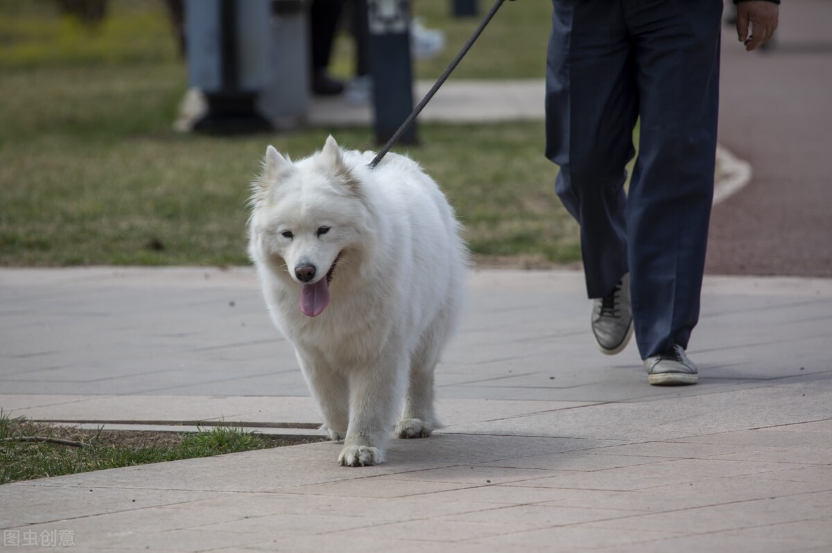 狗狗来姨妈吃什么,狗狗也有姨妈吗
