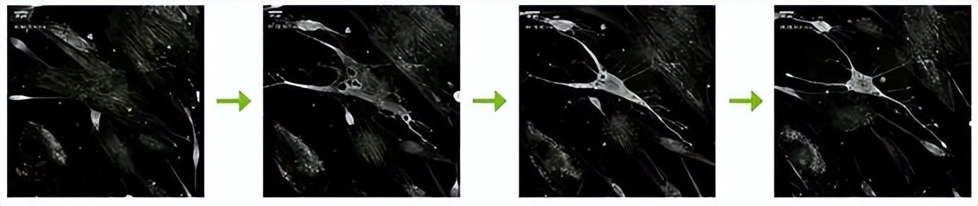 nanolive显微镜,nanolive3d活细胞成像