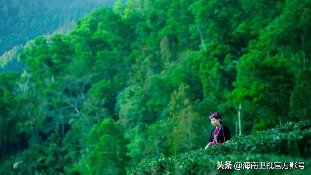 涨“健”识！才知道海南这些名木竟是黎族奇药