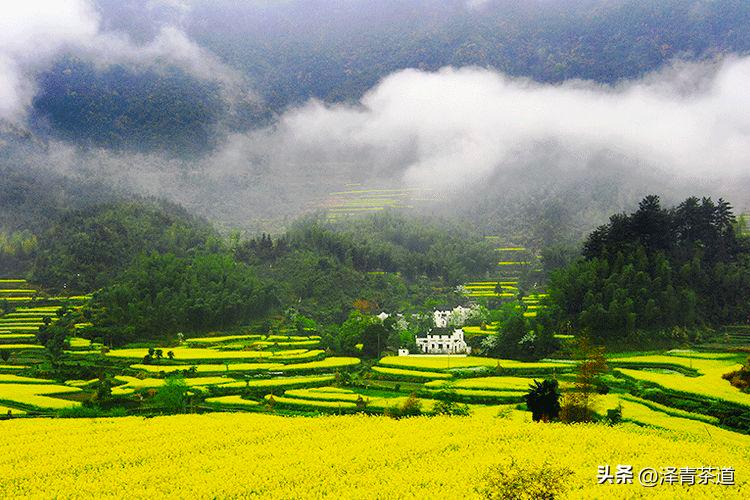 谷雨适合喝什么茶,谷雨喝什么茶叶