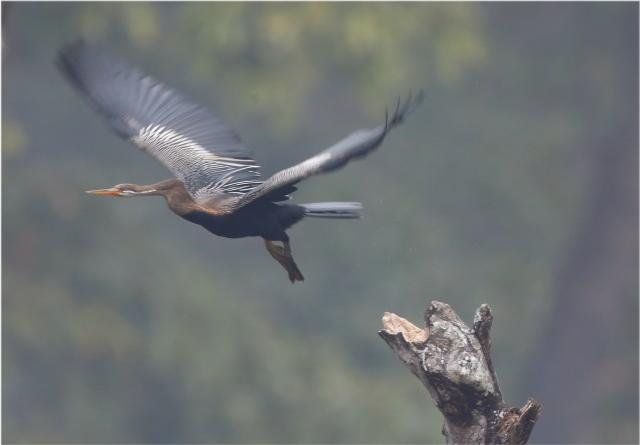 云南惊现罕见的“神仙鸟”，相传百年才出现一次，这有什么征兆？