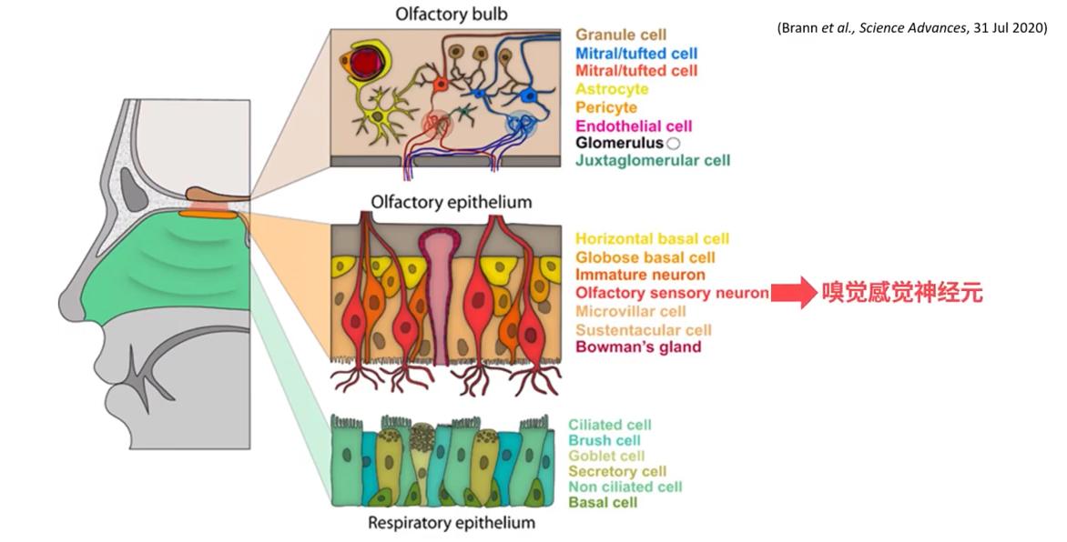 阳了没味觉嗅觉怎么恢复,阳过嗅觉消失怎么快速恢复