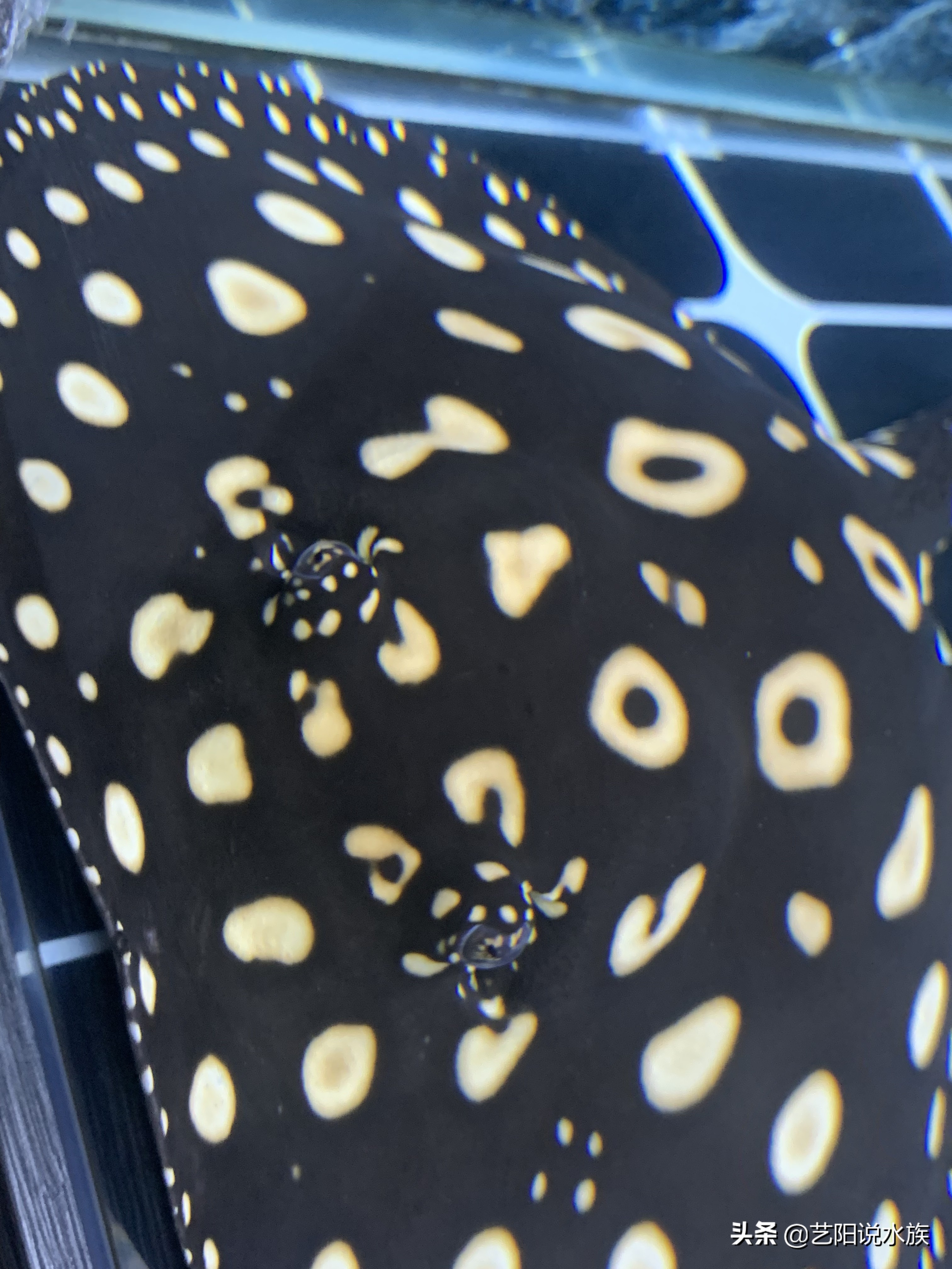 魟鱼饲养的注意事项,干货魟鱼怎么饲养你们了解吗