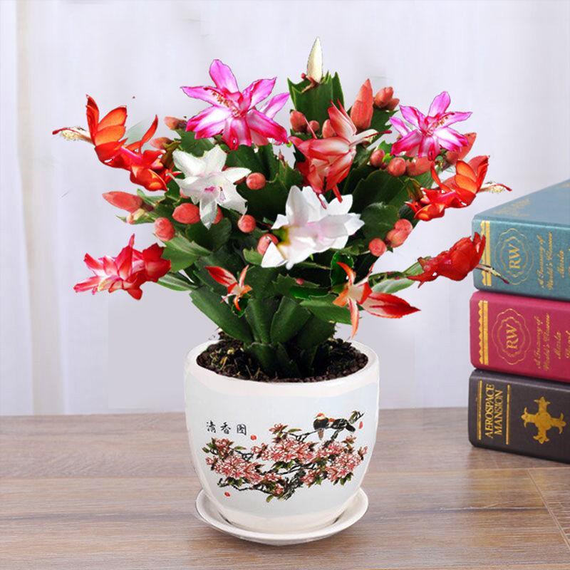 室内养什么花晚上释放氧气,房间养什么花好睡眠