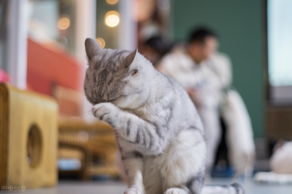 喜欢撸猫容易得什么皮肤病,撸猫可以治愈什么心理疾病