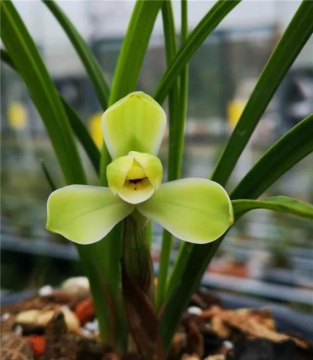 兰花宋梅的故事,宋梅故事