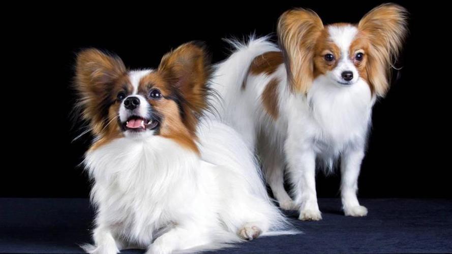 十种最好养的小型犬家养小宠物,建议新手养的10种狗小型犬智商高