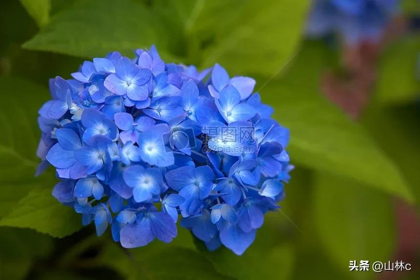 各种各样的鲜花尽情开放争芳斗艳,各种颜色的鲜花开得好美丽动人