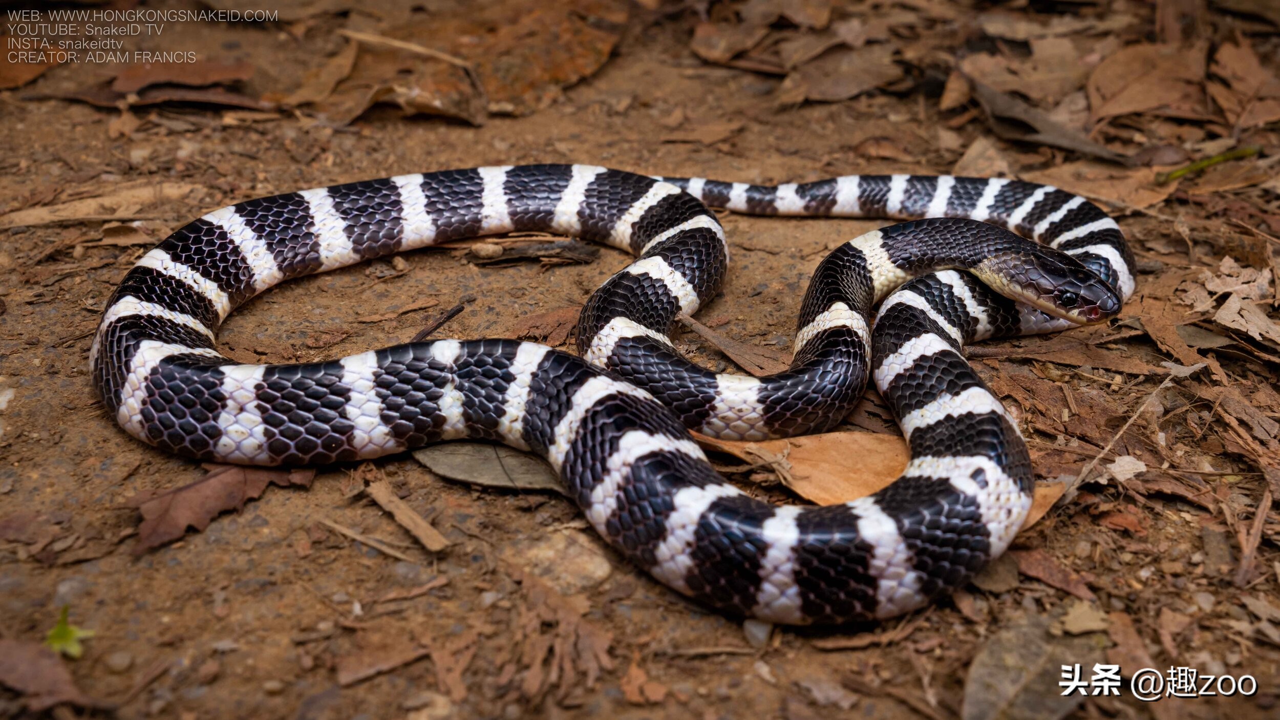 世界上的大蛇十大排名,中国十大蛇排行