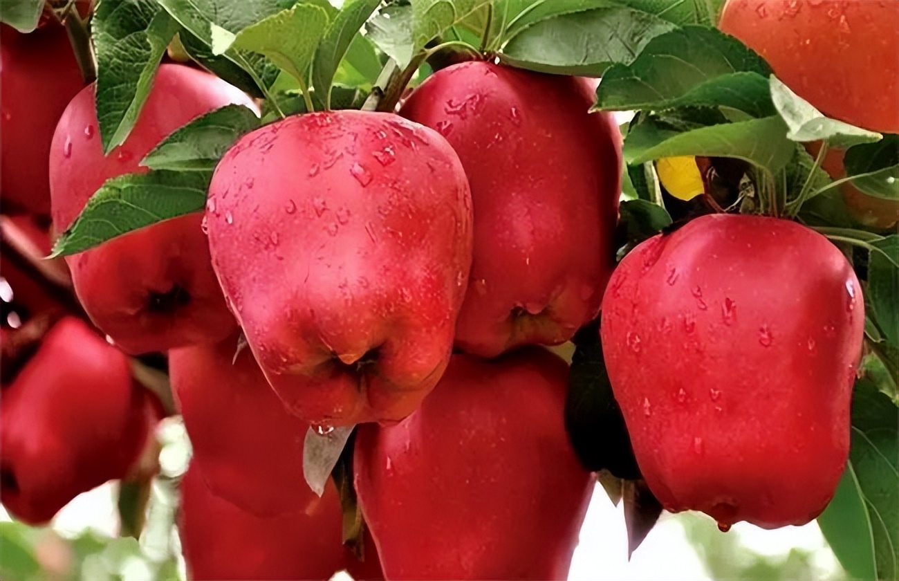 广东人都听过的粤语歌,广东人最难的粤语词