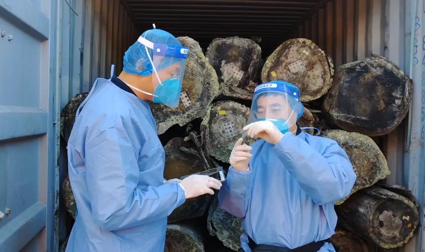 海关查到剧毒蜘蛛,海关查出毒蜘蛛