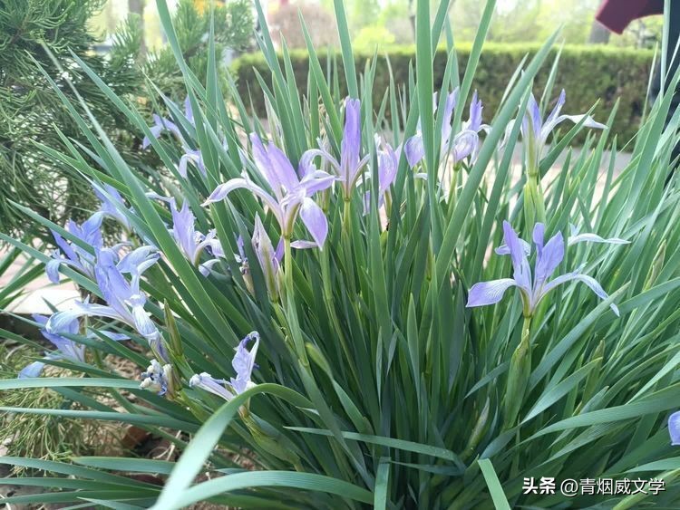 步蟾宫诗词,暮春谷雨的诗词