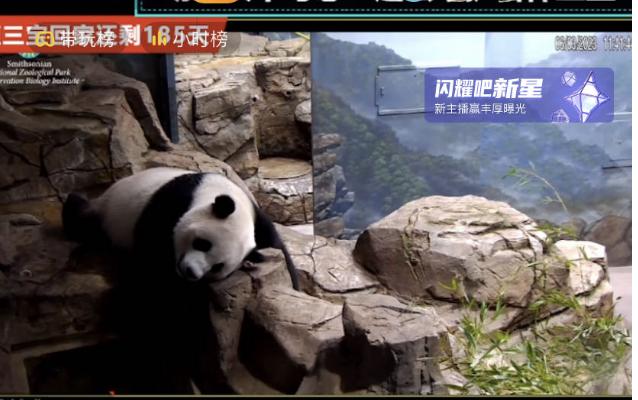 6.3日小奇迹崽崽:快给本崽崽多多上供能吃的竹子和竹笋