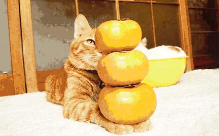 柿子和螃蟹一起真的会中毒吗,柿子与酸奶一起吃会中毒是真是假