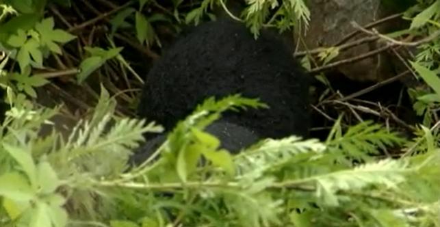 辽宁村民发现被遗弃的小黑熊后续,辽宁农妇收养熊后来放回大自然没