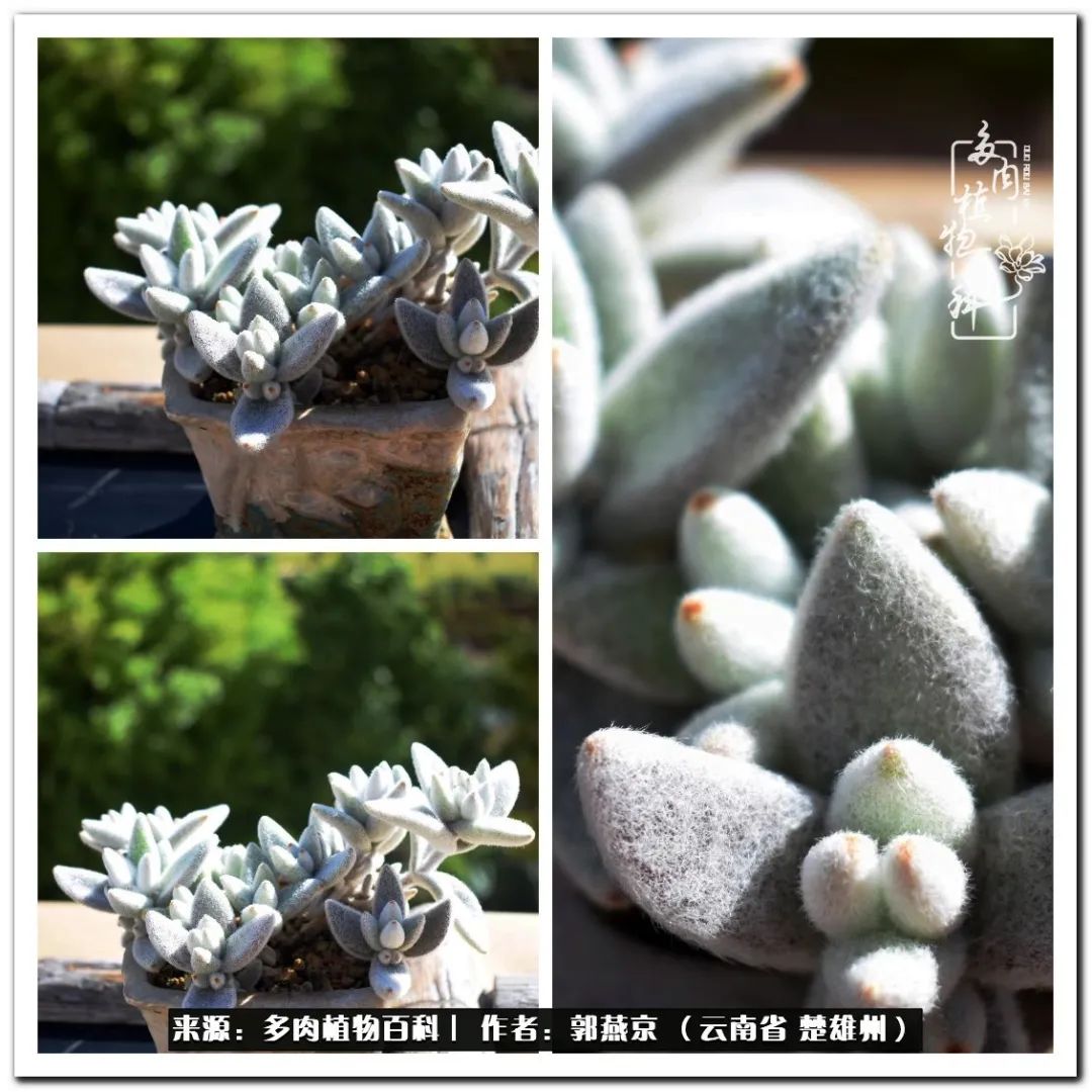 小院的多肉陪我度过春夏秋冬,好度夏又好过冬的多肉