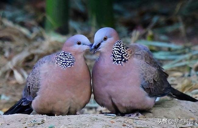 斑鸠能吃多少东西,斑鸠吃小斑鸠吗