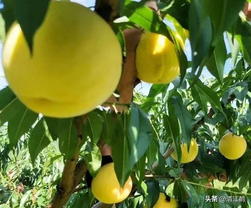 果树清园是先杀虫还是杀菌,果树清园管理方法