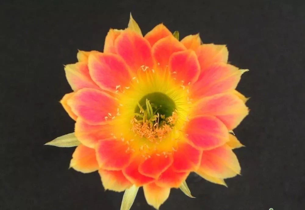 200种·仙人球开花图鉴，大开眼界，美到爆