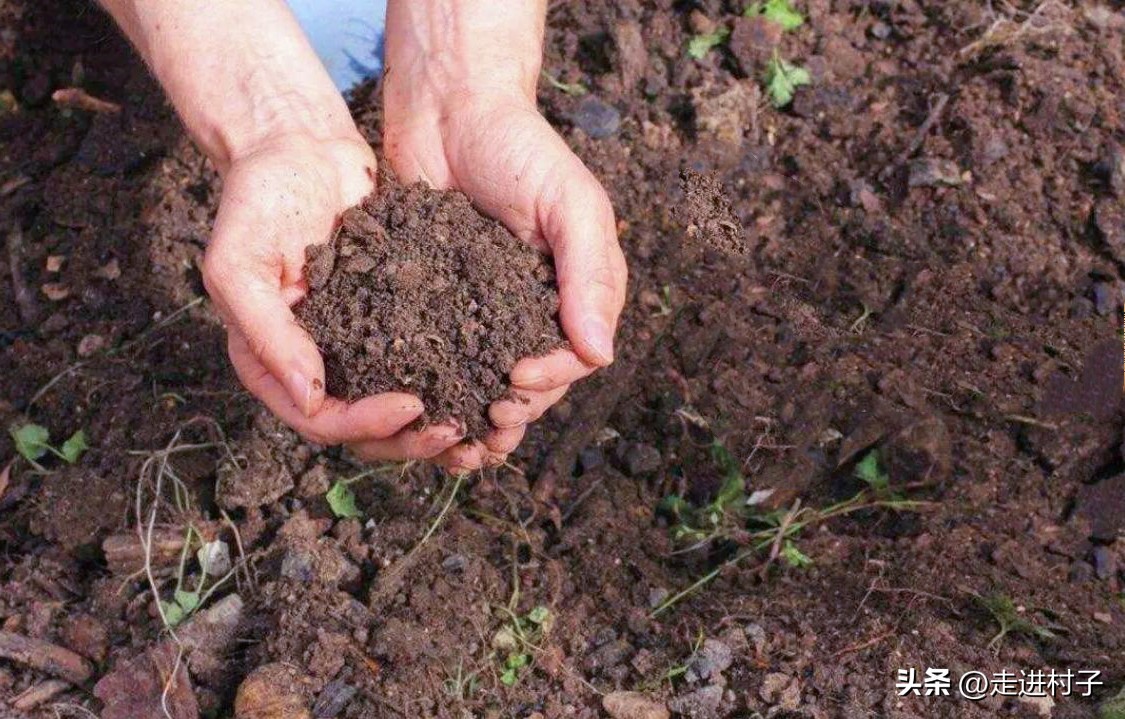 腐烂树叶改良土壤,风化土加腐叶土种植花卉板结吗