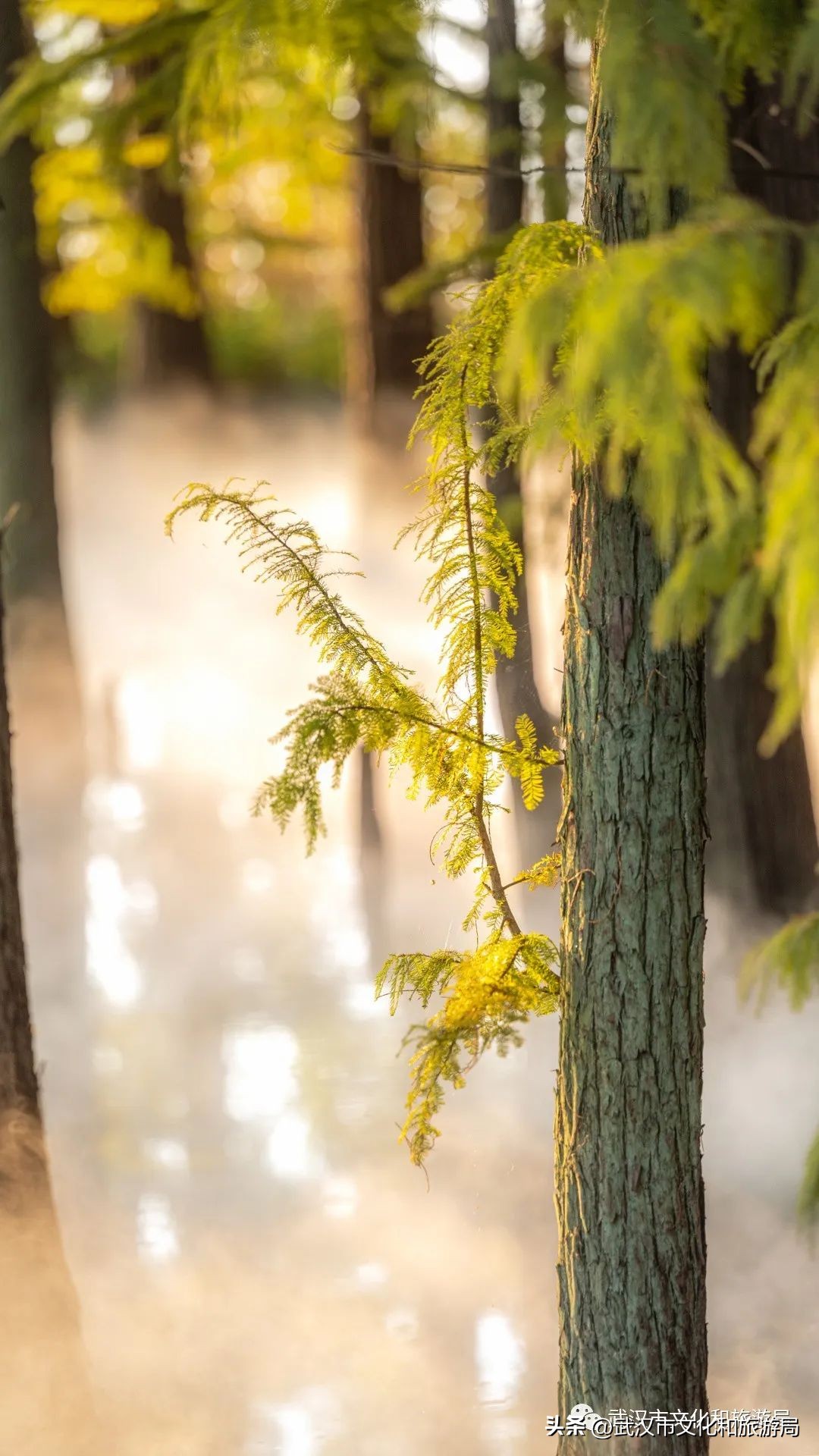 明天出太阳，到东湖捡叶子去！