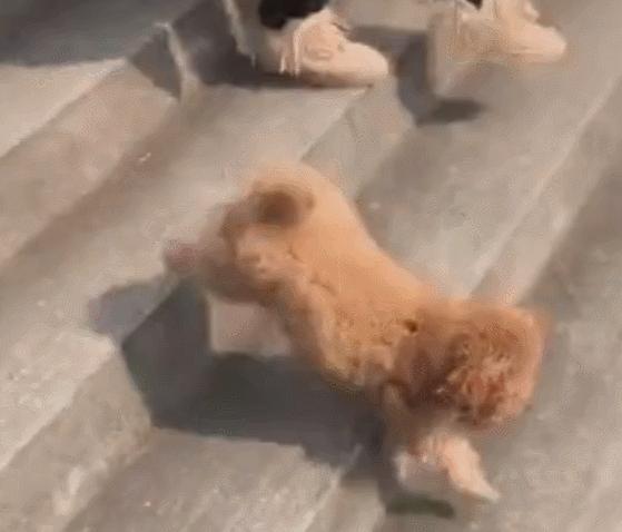 泰迪犬怎样训练大小便,泰迪犬大小便训练