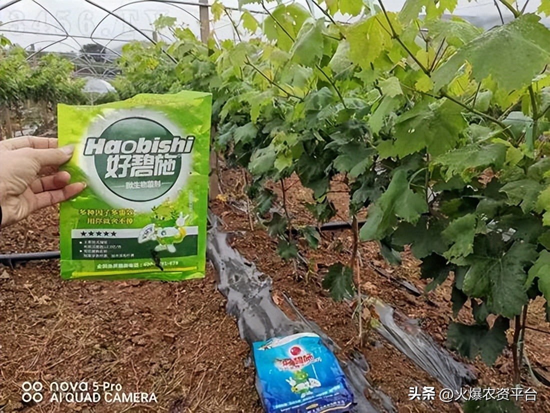 氨基酸肥料的9大优势,做农资需要掌握的知识