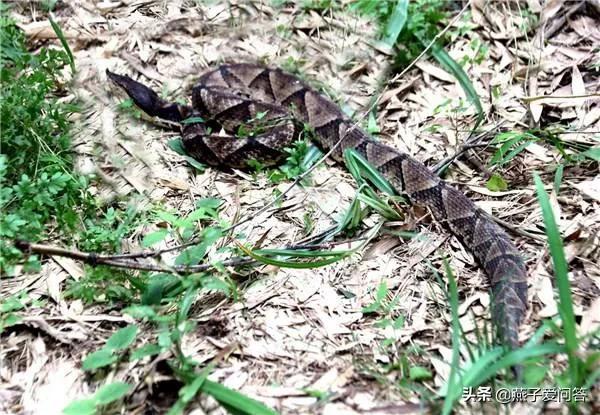被五步蛇咬伤后能恢复吗,用五步蛇血治疗五步蛇咬伤