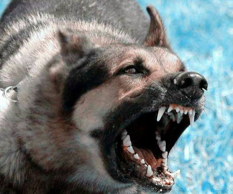 狗狗狂犬病10天观察法,狗狗得狂犬病早期的10个征兆