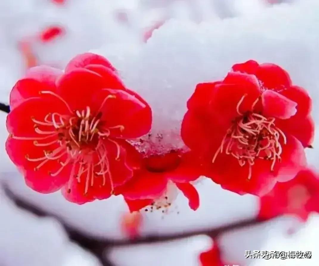 紫石金麟|咏梅七律三十韵②（二叠韵合集）