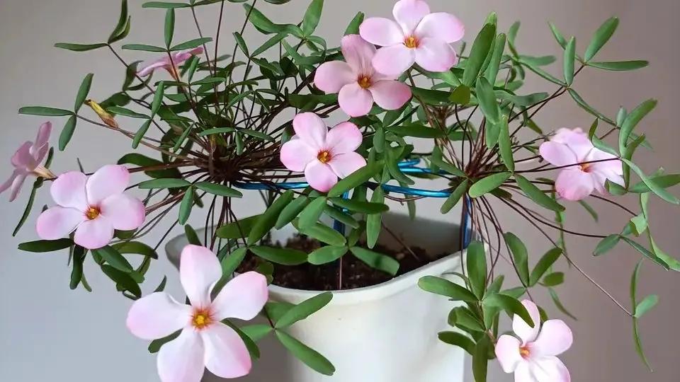 哪些药片过期后可以浇花杀菌杀虫,浇花时放这两种药片