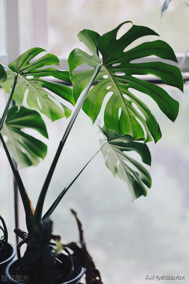新装修的房子除甲醛，选对这10种绿植，拥有清新健康环境
